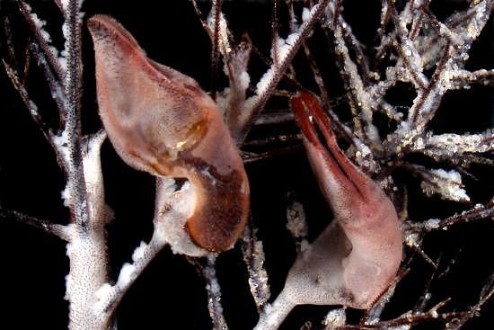 Представитель Семейства Oxynaspididae